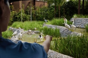 Singapore: Bird Paradise Entry Ticket