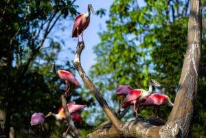 Singapore: Bird Paradise