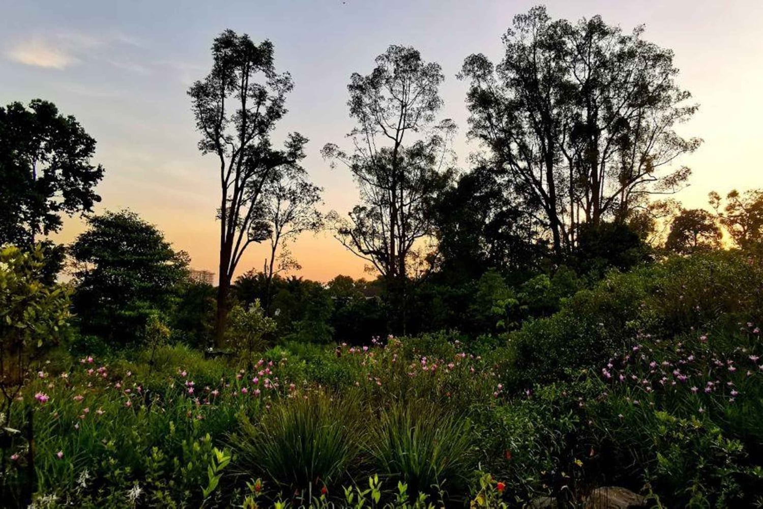 Singapore: Botaniska trädgården och Tiong Bahru-promenad med frukost