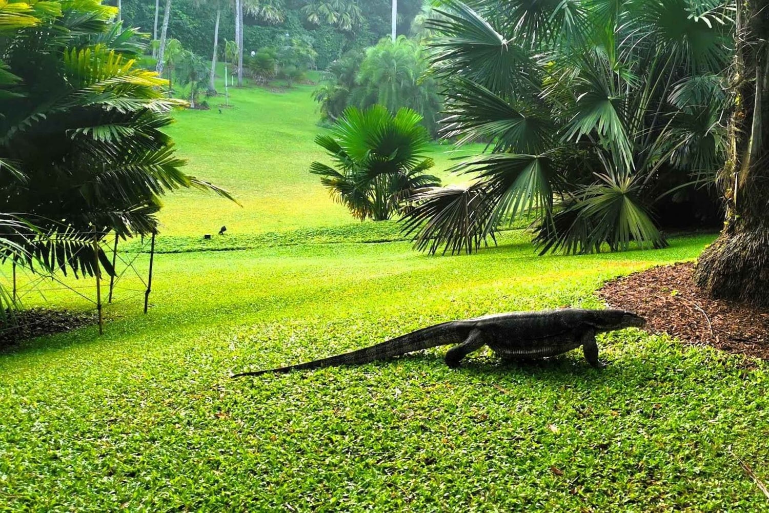 Singapore: Botaniska trädgården och Tiong Bahru-promenad med frukost
