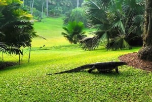 Singapore: Botaniska trädgården och Tiong Bahru-promenad med frukost