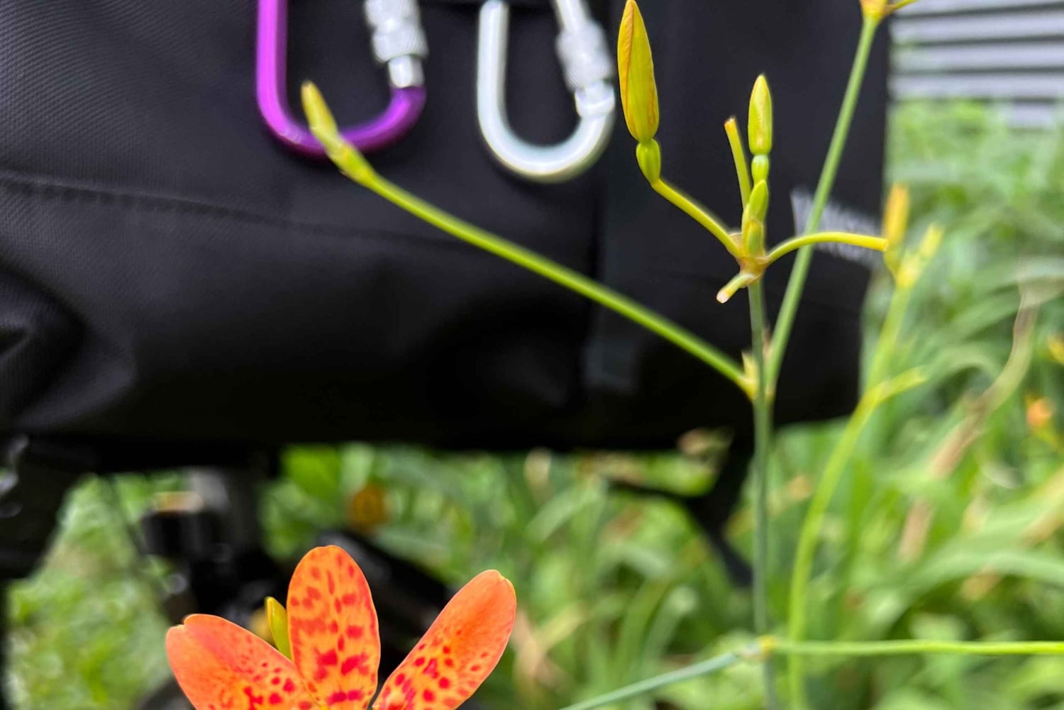 Singapore Brompton Bike Tour rautatiekäytävältä, ruokailuineen!