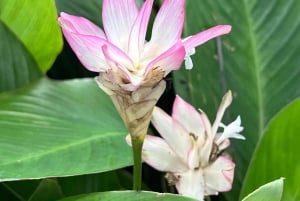 Singapore Brompton Bike Tour rautatiekäytävältä, ruokailuineen!