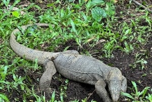 Singapore Brompton Bike Tour rautatiekäytävältä, ruokailuineen!