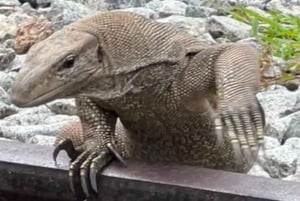 Singapore Brompton Bike Tour rautatiekäytävältä, ruokailuineen!