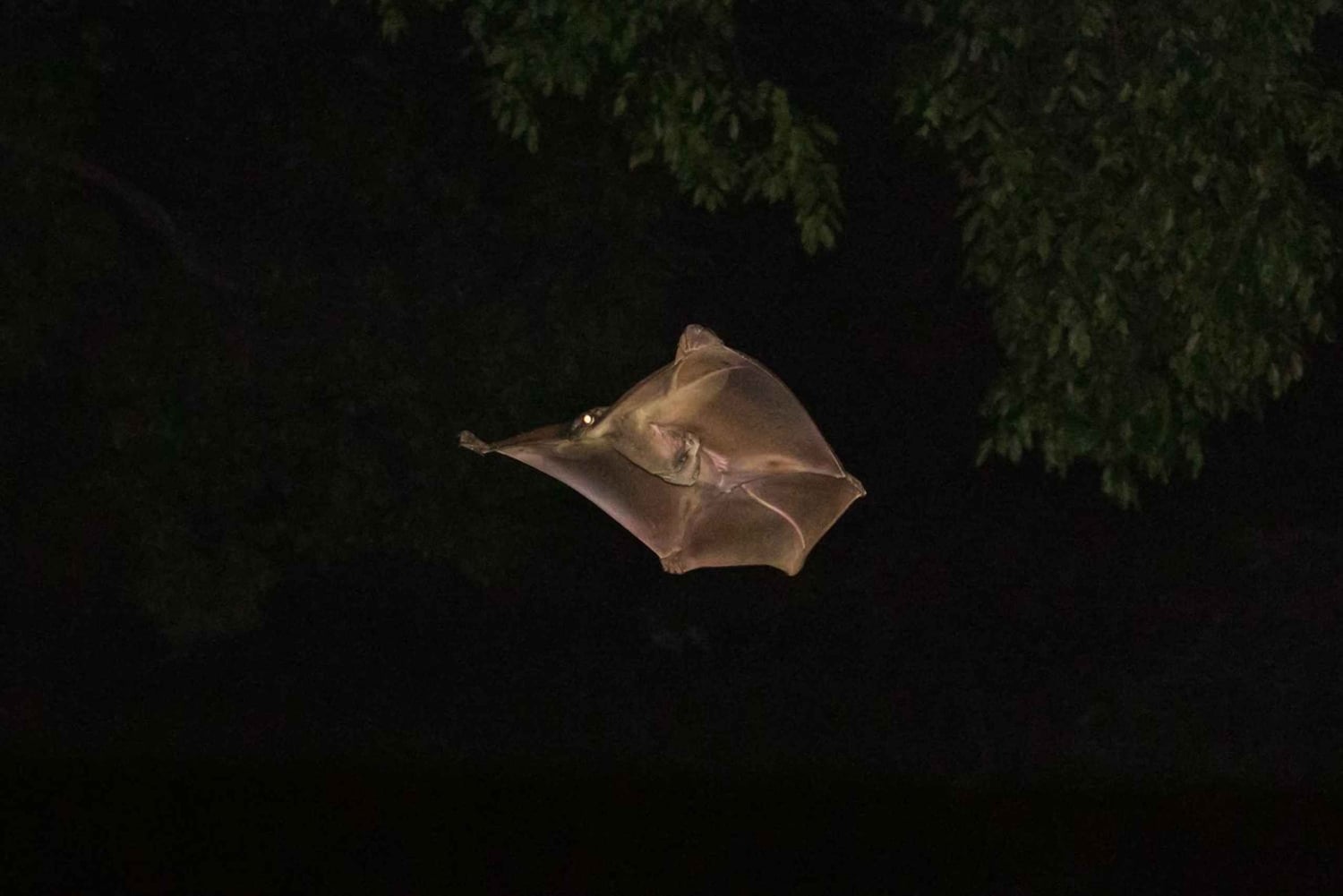 Singapore: Flight of the Colugo Night Tour