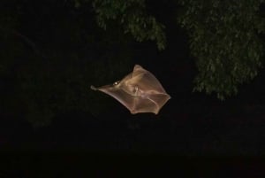 Singapore: Flight of the Colugo Night Tour
