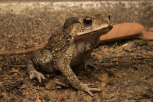 Singapore: Flight of the Colugo Night Tour
