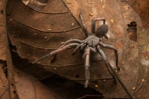 Singapore: Flight of the Colugo Night Tour