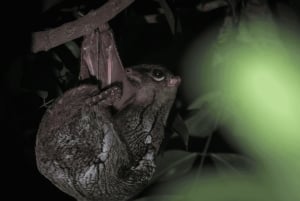 Singapore: Flight of the Colugo Night Tour