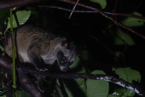 Singapore: Flight of the Colugo Night Tour