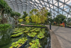 Singapore: Jewel Changi Airport Direct Entry Ticket