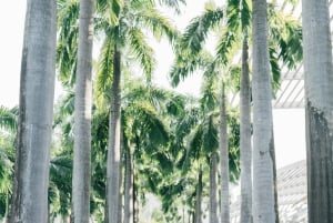 Singapore: Øyeblikk i byen privat fotografering