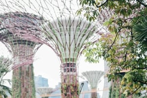 Singapore: Øyeblikk i byen privat fotografering