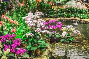 Singapore: National Orchid Garden Pääsyliput
