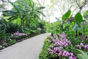 Singapore: National Orchid Garden Pääsyliput