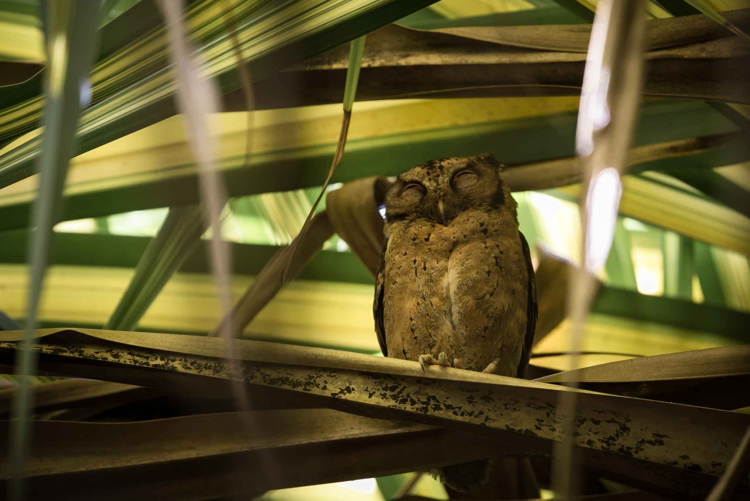 Singapore: Night Mangrove Wildlife Walk