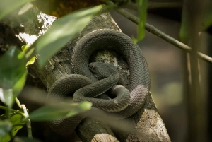 Singapore: Night Mangrove Wildlife Walk
