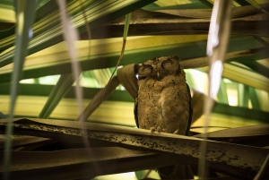 Singapore: Night Mangrove Wildlife Walk