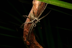 Singapore: Night Mangrove Wildlife Walk