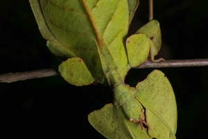Singapore: Night Mangrove Wildlife Walk