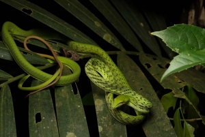 Singapore: Night Mangrove Wildlife Walk