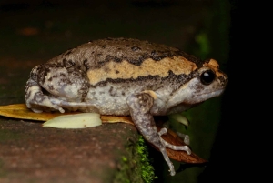 Singapore: Night Mangrove Wildlife Walk