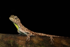 Singapore: Night Mangrove Wildlife Walk