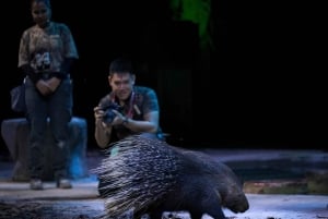 Singapore: Nattsafari og trikkebillett