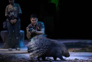 Singapore: Nattsafari og trikkebillett