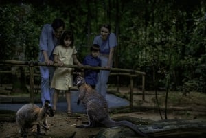 Singapore: Nattsafari og trikkebillett