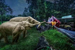 Singapore: Nachtsafari Singapore met tram