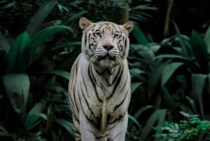 Singapore: Night Safari with Tram Ride and Private Transfer