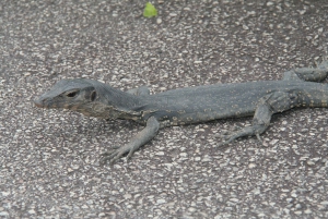 Singapur: Private Tour mit einem Fahrer