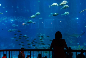 Singapore: S.E.A. Aquarium Entrance E-Ticket