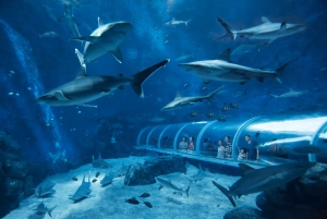 Singapore: S.E.A. Aquarium Entrance Ticket