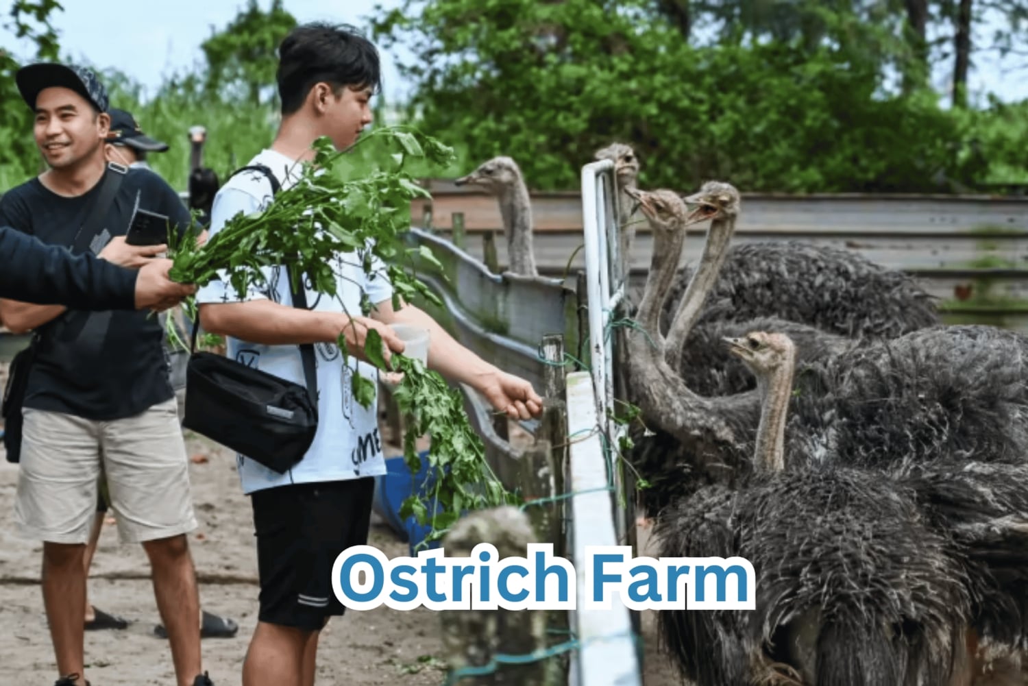 Singapore (SIN) to Desaru Malaysia