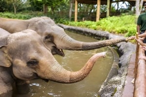 シンガポール動物園：1日入場券Eチケット