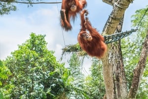 Singapur Zoo: 1-Tages-Eintritts-E-Ticket