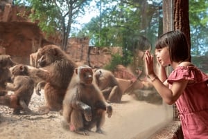 Singapur Zoo: 1-Tages-Eintritts-E-Ticket