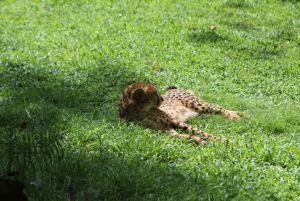 Singapore Zoo Morning Ticket with Hotel Pick-Up