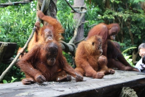 Singapore Zoo Morning Ticket with Hotel Pick-Up