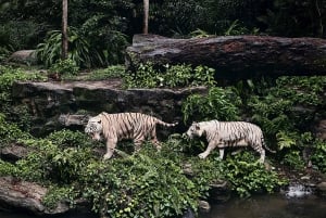 Singapur: Zoo- und Nachtsafari-Kombinationen mit Hotel Pick & Drop