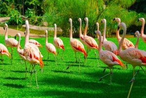 Singapur: Zoo- und Nachtsafari-Kombinationen mit Hotel Pick & Drop
