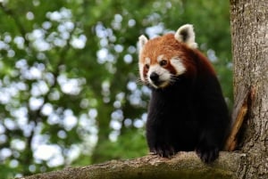 Singapur: Zoo- und Nachtsafari-Kombinationen mit Hotel Pick & Drop