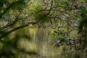 Sungei Buloh Wetland Reserve: a Photography Masterclass