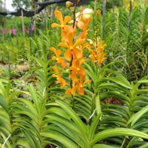Singapore National Orchid Garden Tickets