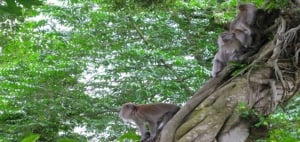 Monkeys in MacRitchie Reservoir Singapore
