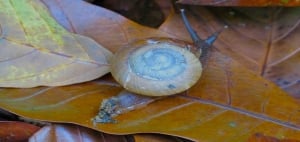 Snake in MacRitchie Reservoir