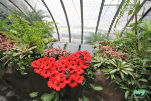 Butterfly Garden- Changi Airport